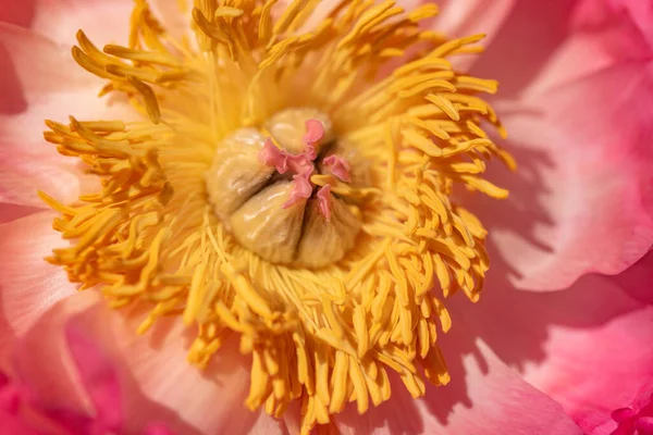 Gros Plan Une Pivoine Corail — Photo