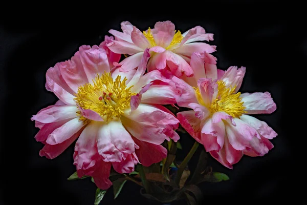 Karanlık bir arka planda vazoda mercan şakayıkları.