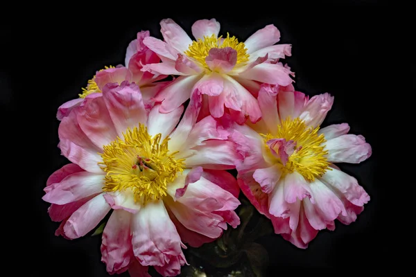 Karanlık bir arka planda vazoda mercan şakayıkları.