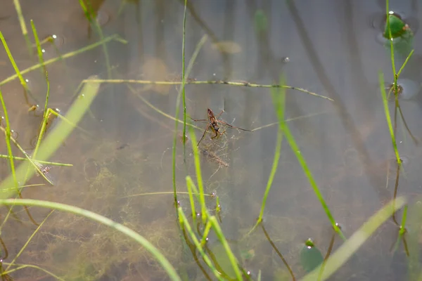 晴れた日には水面の自然条件で池のストライダー — ストック写真