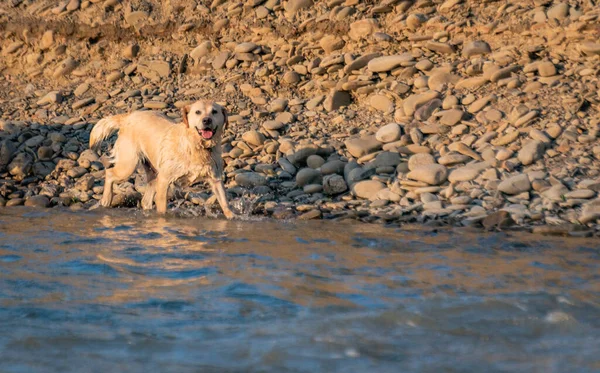 Dağ nehrinin yanındaki evcil köpek.
