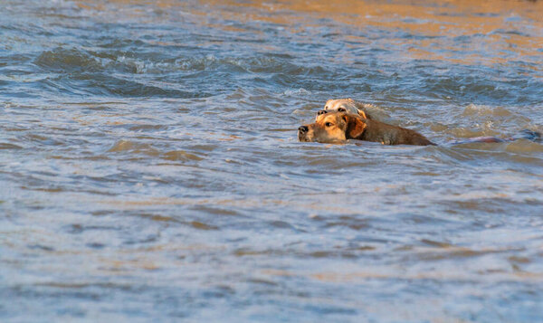 Two dogs swim in a mountain river