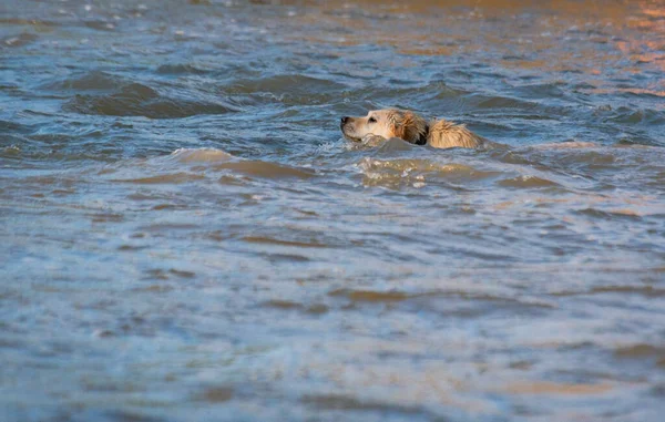 家养的狗在山河里游泳 — 图库照片