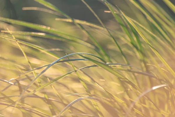 High Meadow Grass Mountains Sways Wind — Stock Photo, Image