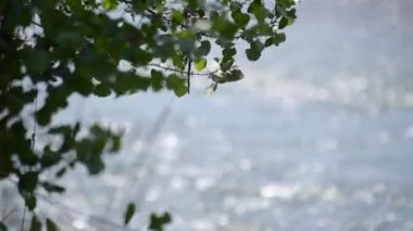 Bir dağ nehrinin yakınındaki yaz manzarası