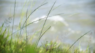 Bir dağ nehrinin yakınındaki yaz manzarası