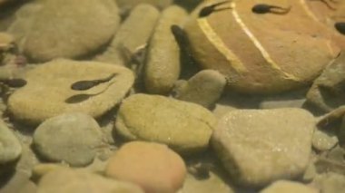 Dağ nehrinde bir grup iribaş.