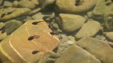 Dağ nehrinde bir grup iribaş.