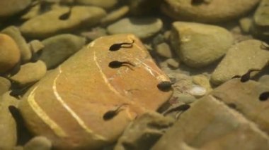 Dağ nehrinde bir grup iribaş.