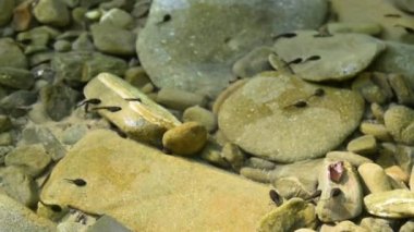 Dağ nehrinde bir grup iribaş.