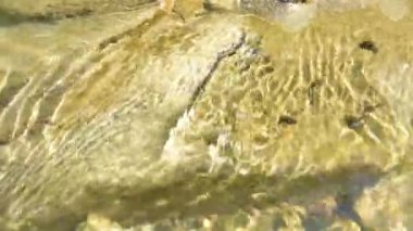 Dağ nehrinde bir grup iribaş.