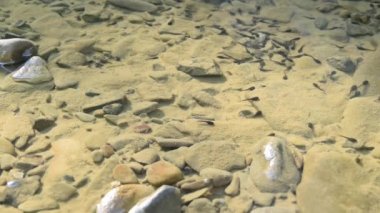 Dağ nehrinde bir grup iribaş.