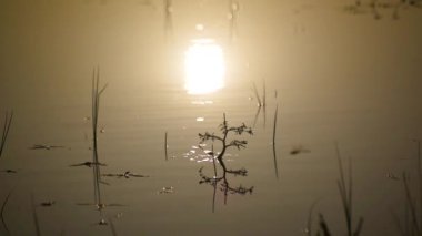 Arka plan için gün batımında gölde bitkiler.
