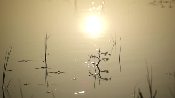 Рослини Озері Годину Заходу Сонця Фону — стокове відео
