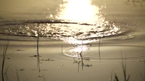 日落时分湖中的植物作为背景 — 图库视频影像