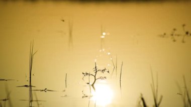 Arka plan için gün batımında gölde bitkiler.
