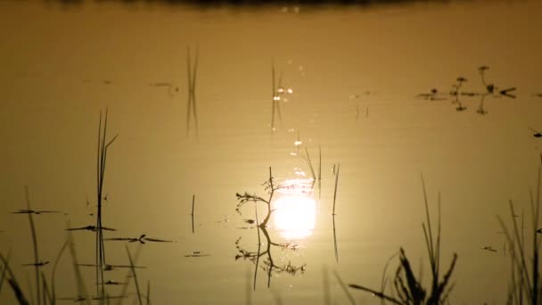 日落时分湖中的植物作为背景 — 图库视频影像