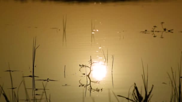 Plantes Dans Lac Heure Coucher Soleil Pour Fond — Video