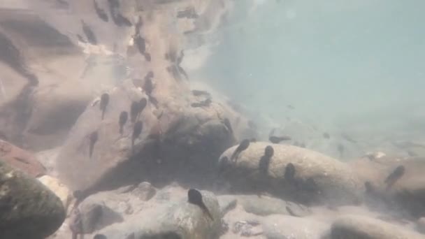 Natural Environment Tadpoles Mountain River — Stock Video