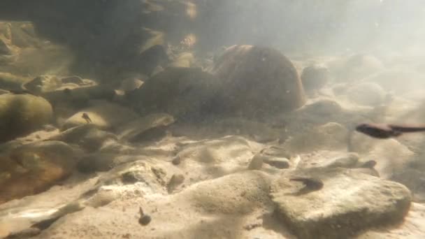 Environnement Naturel Des Têtards Dans Une Rivière Montagne — Video