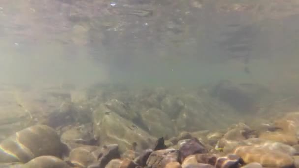 Φυσικό Περιβάλλον Γυρίνων Ορεινό Ποταμό — Αρχείο Βίντεο