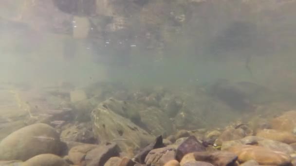 山区河流中蝌蚪的自然环境 — 图库视频影像