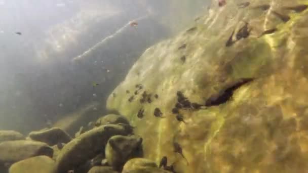 山川のオタマジャクシの自然環境 — ストック動画
