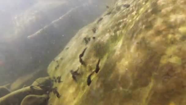 Natuurlijke Omgeving Van Kikkervisjes Een Bergrivier — Stockvideo