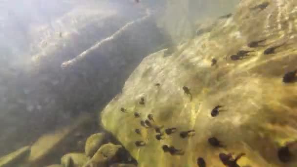 Natuurlijke Omgeving Van Kikkervisjes Een Bergrivier — Stockvideo