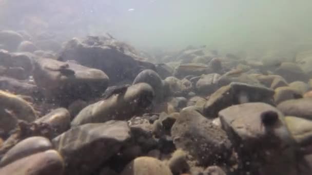 Natürliche Umgebung Der Kaulquappen Einem Gebirgsfluss — Stockvideo