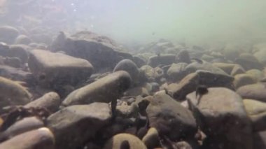 Dağ nehrindeki iribaşların doğal ortamı.