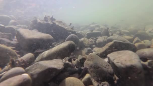 Природная Среда Головастиков Горной Реке — стоковое видео