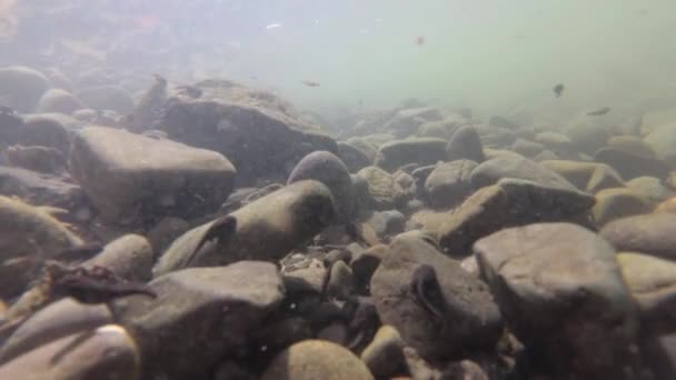 山川のオタマジャクシの自然環境 — ストック動画