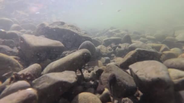 Entorno Natural Renacuajos Río Montaña — Vídeo de stock