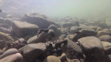 Dağ nehrindeki iribaşların doğal ortamı.