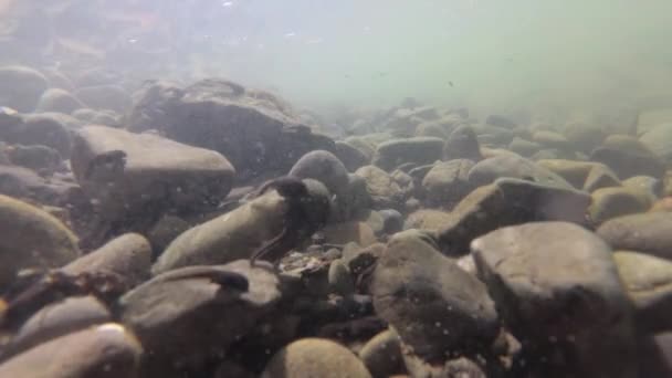 Natürliche Umgebung Der Kaulquappen Einem Gebirgsfluss — Stockvideo