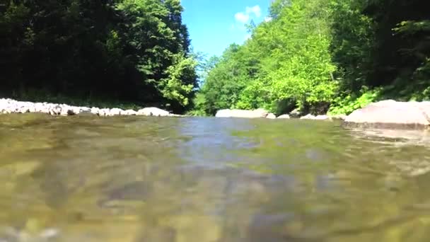 Environnement Naturel Des Têtards Dans Une Rivière Montagne — Video