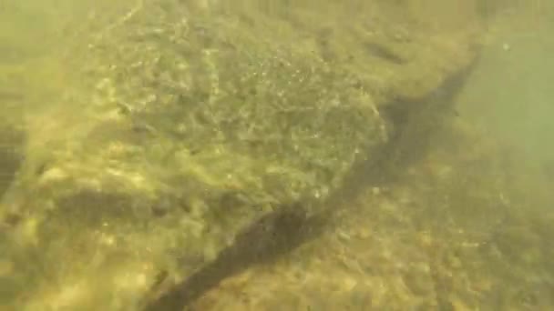 산강에 올챙이들의 — 비디오