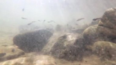 Dağ nehrindeki iribaşların doğal ortamı.