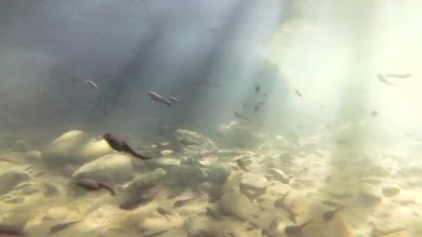 산강에 올챙이들의 — 비디오