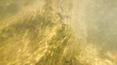 Dağ nehrindeki iribaşların doğal ortamı.