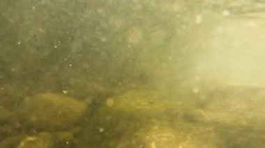 Dağ nehrindeki iribaşların doğal ortamı.