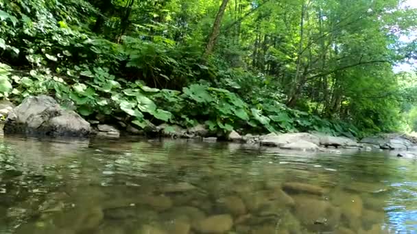 Paysage Été Rivière Montagne — Video