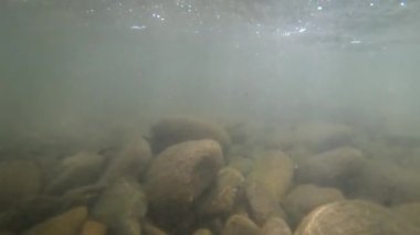 Dağ nehrindeki iribaşların doğal ortamı.