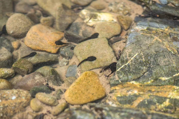 山川のオタマジャクシの自然環境 — ストック写真