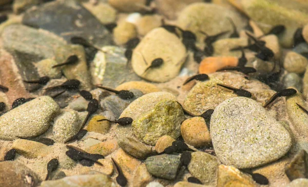 Environnement Naturel Des Têtards Dans Une Rivière Montagne — Photo