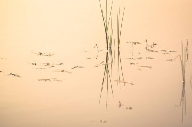 Bitki kökleriyle sudaki gölgelerin tuhaf yansımaları.