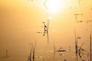 Bitki kökleriyle sudaki gölgelerin tuhaf yansımaları.