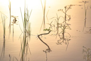 Bitki kökleriyle sudaki gölgelerin tuhaf yansımaları.