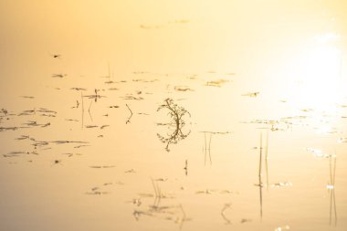 Bitki kökleriyle sudaki gölgelerin tuhaf yansımaları.